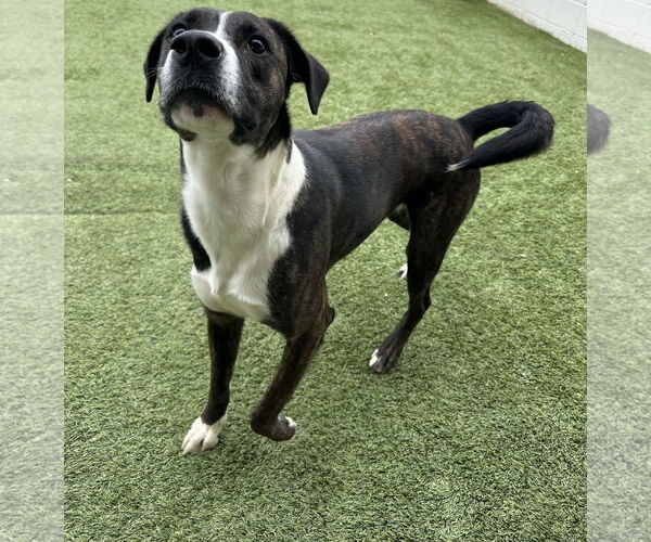 Medium Photo #1 Mountain Cur-Unknown Mix Puppy For Sale in Rockaway, NJ, USA