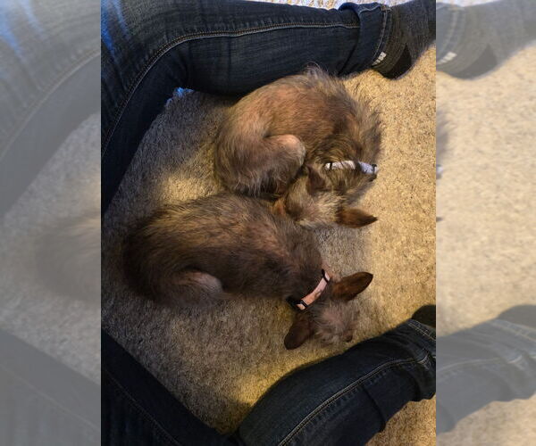 Medium Photo #4 Mutt Puppy For Sale in Andover, MN, USA