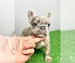 Small Photo #29 French Bulldog Puppy For Sale in TULSA, OK, USA