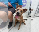 Small #4 American Staffordshire Terrier-Labrador Retriever Mix