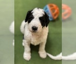 Small Photo #6 Goldendoodle Puppy For Sale in LOTHIAN, MD, USA