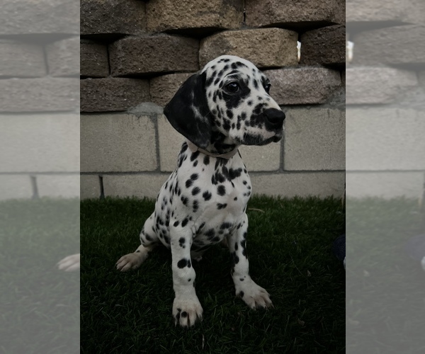Full screen Photo #1 Dalmatian Puppy For Sale in LA PUENTE, CA, USA