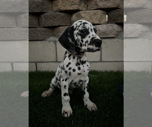 Dalmatian Dog for Adoption in LA PUENTE, California USA