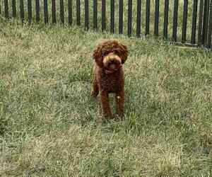 Medium Poodle (Toy)