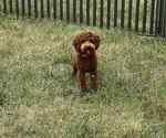 Puppy Flame AKC Poodle (Toy)