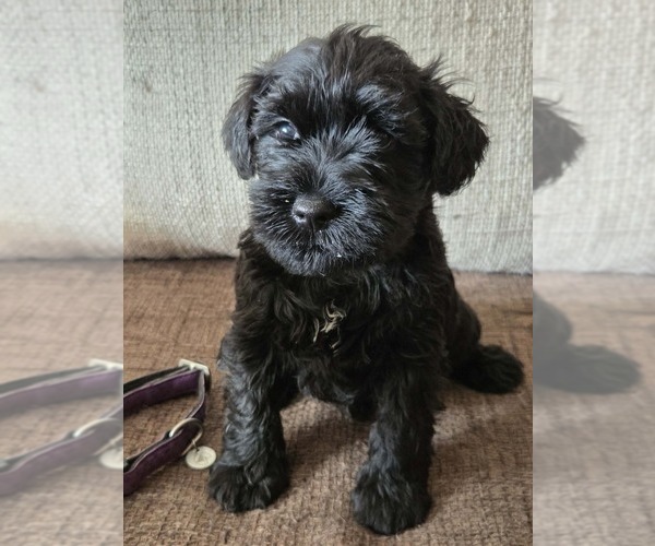 Medium Photo #8 Schnauzer (Miniature) Puppy For Sale in Hatvan, Heves, Hungary
