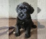 Small #7 Schnauzer (Miniature)
