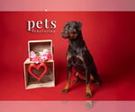 Small #2 Rottweiler