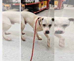 Mutt Dogs for adoption in Woodbury, NY, USA