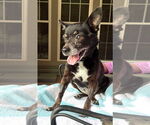 Small #16 Chihuahua