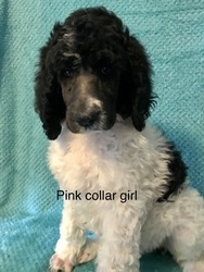 Poodle (Standard) Puppy for sale in NORTH WILKESBORO, NC, USA
