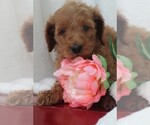 Small Photo #1 Goldendoodle Puppy For Sale in ITASCA, TX, USA