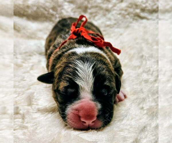 Medium Photo #15 Alapaha Blue Blood Bulldog Puppy For Sale in SHELOCTA, PA, USA
