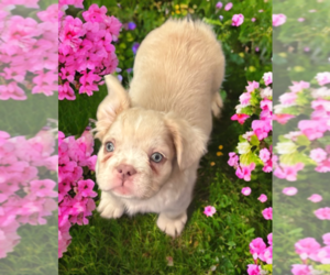 French Bulldog Puppy for sale in TUCSON, AZ, USA