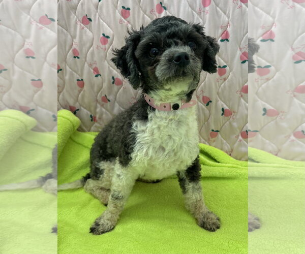 Medium Photo #3 Maltese Puppy For Sale in Pacolet, SC, USA