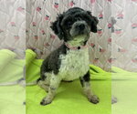 Small #2 Maltese