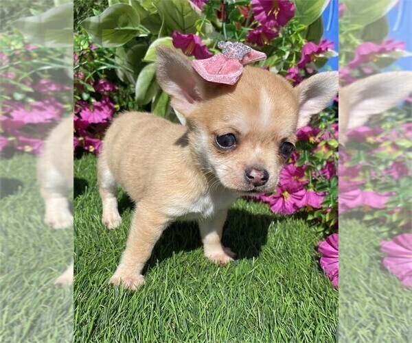 Medium Photo #13 Chihuahua Puppy For Sale in MIAMI, FL, USA