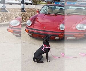 Feist Terrier-Labrador Retriever Mix Dogs for adoption in Monticello, MS, USA