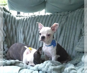 Boston Terrier Puppy for sale in MINERAL WELLS, WV, USA