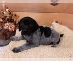 Small Photo #9 German Shorthaired Pointer Puppy For Sale in GAFFNEY, SC, USA