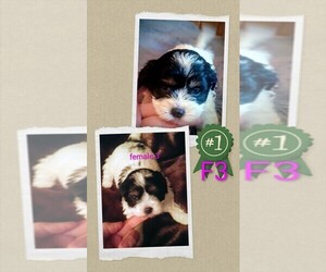 Cock-A-Tzu Puppy for sale in WOBURN, MA, USA