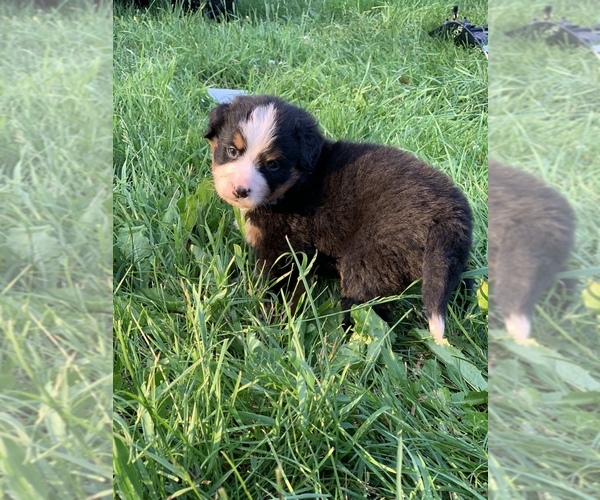 Medium Photo #6 Bernese Mountain Dog Puppy For Sale in RICHFIELD SPRINGS, NY, USA