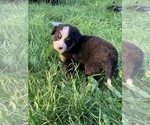 Small Photo #6 Bernese Mountain Dog Puppy For Sale in RICHFIELD SPRINGS, NY, USA