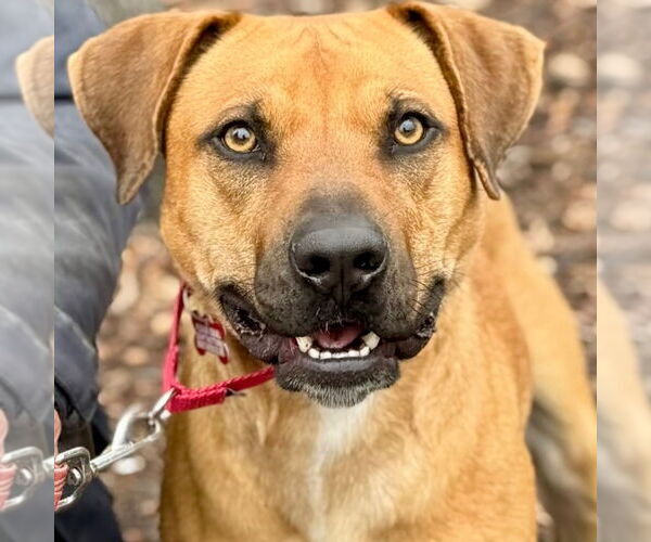 Medium Photo #5 Black Mouth Cur Puppy For Sale in Canton, CT, USA