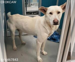 German Shepherd Dog-Unknown Mix Dogs for adoption in Oklahoma City, OK, USA