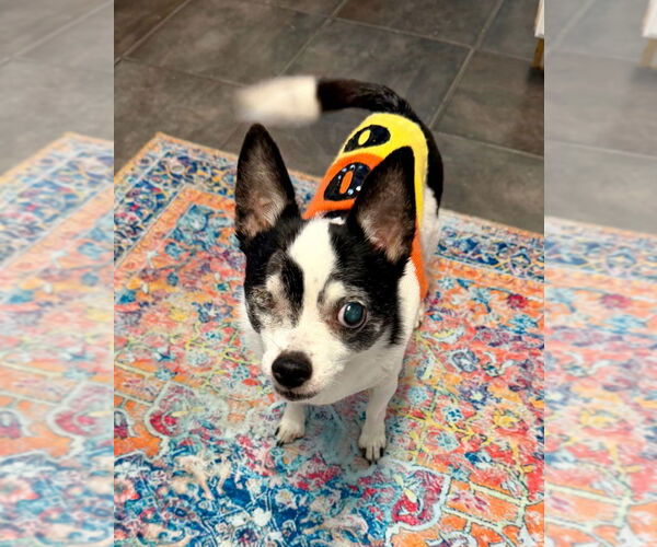 Medium Photo #15 Chihuahua Puppy For Sale in Minneapolis, MN, USA