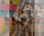 Small Photo #104 Great Dane Puppy For Sale in SPRAGGS, PA, USA
