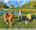 Small #19 Australian Shepherd Mix