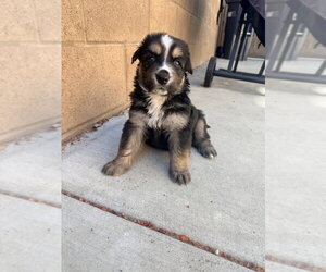 German Shepherd Dog-Unknown Mix Dogs for adoption in Dana Point, CA, USA