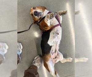 Medium Basset Hound