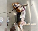 Small Basset Hound