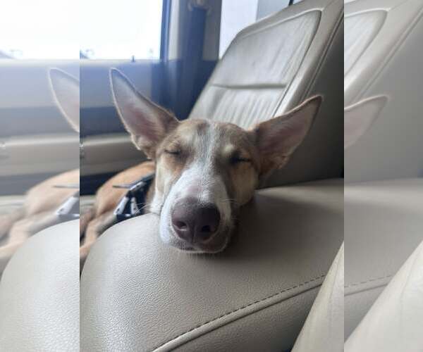 Medium Photo #7 Mutt Puppy For Sale in Greenville, SC, USA