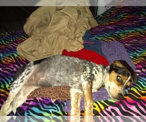 Mother of the Beagle-Bluetick Coonhound Mix puppies born on 12/21/2023