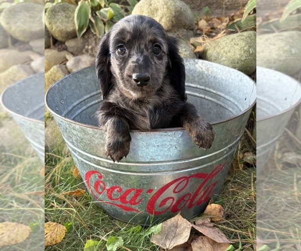 Medium Photo #4 Dachshund Puppy For Sale in MIDDLEBURY, IN, USA