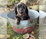 Truffles - Female Dachshund Puppy for Sale - Photo #4