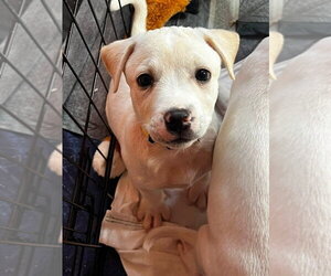 Jack Russell Terrier-Unknown Mix Dogs for adoption in Aurora, IN, USA