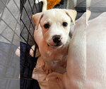 Small Jack Russell Terrier Mix