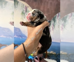 English Bulldog Puppy for sale in OOLOGAH, OK, USA