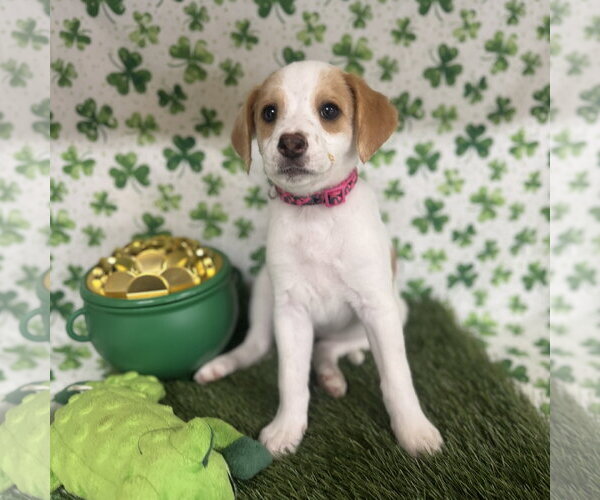 Medium Photo #7 Beagle-Colonial Cocker Spaniel Mix Puppy For Sale in Fort Worth, TX, USA