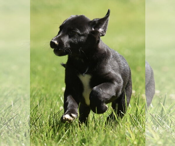 Medium Photo #8 Shepradors Puppy For Sale in Mechanicsburg, PA, USA