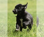 Small #7 Shepradors