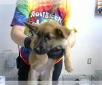 Small German Shepherd Dog