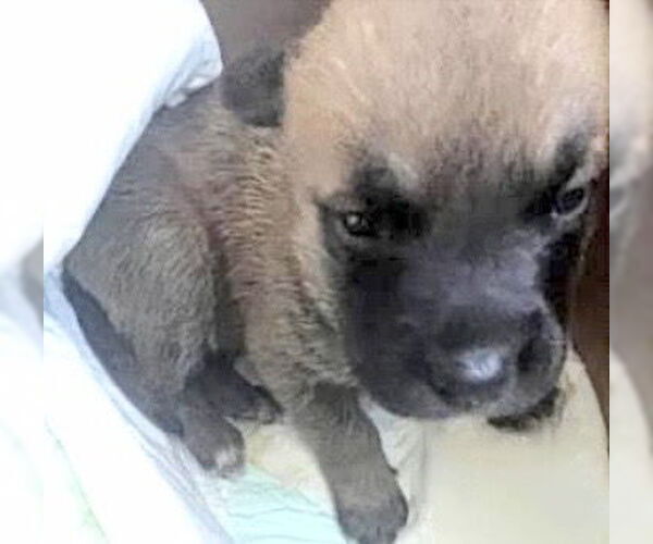 Medium Photo #1 German Shepherd Dog-Unknown Mix Puppy For Sale in Houston, TX, USA