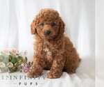 Small #2 Poodle (Miniature)