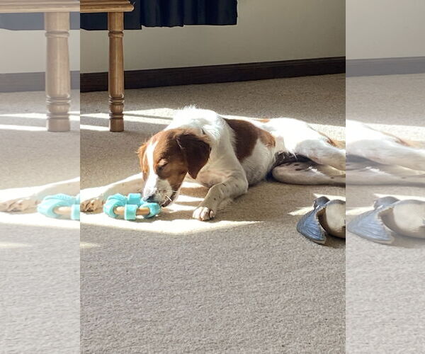 Medium Photo #4 - Mix Puppy For Sale in Curwensville, PA, USA