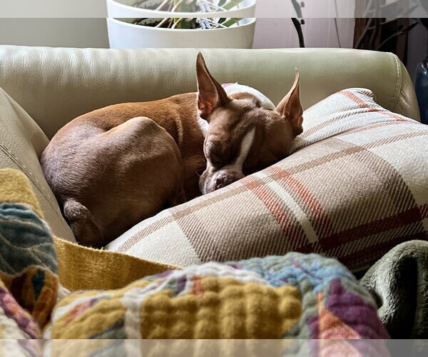Medium Photo #2 Boston Terrier Puppy For Sale in Parker Ford, PA, USA